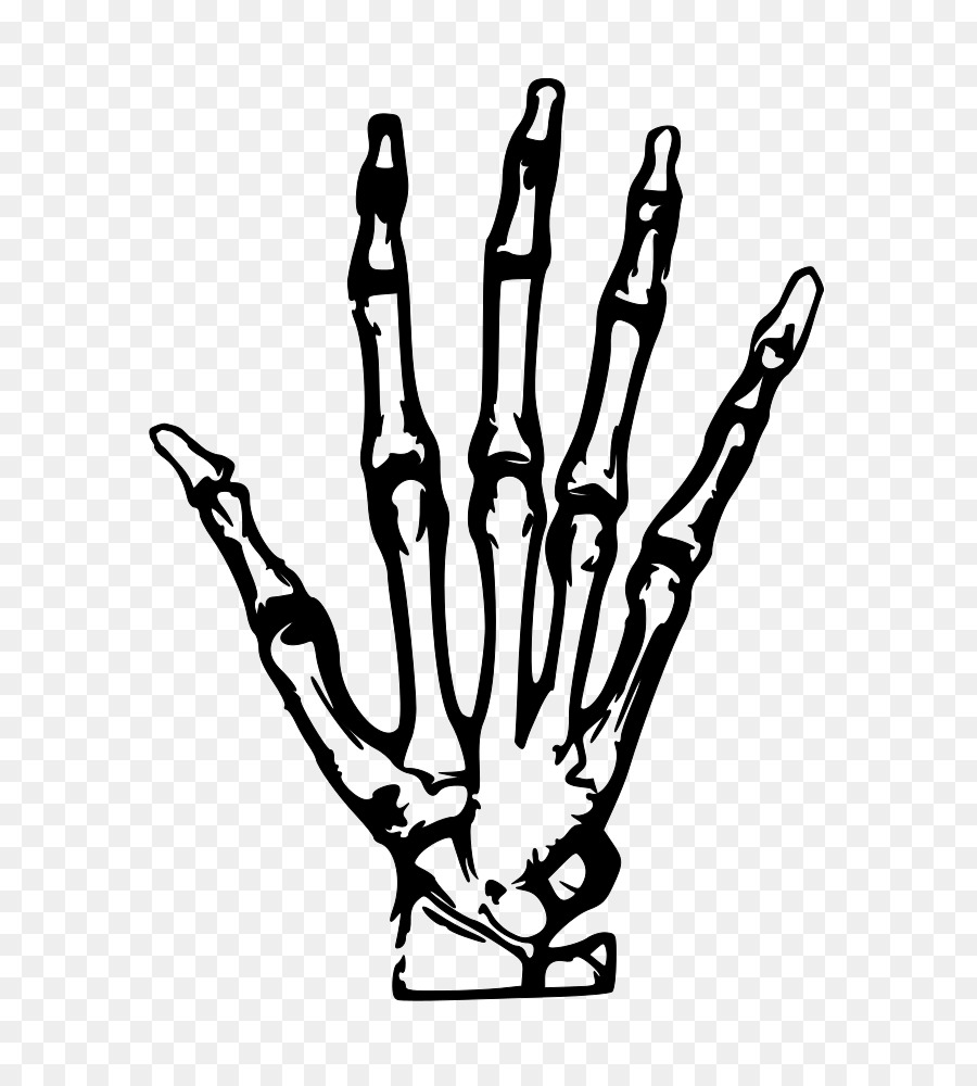 X-ray Clip-art - Hand