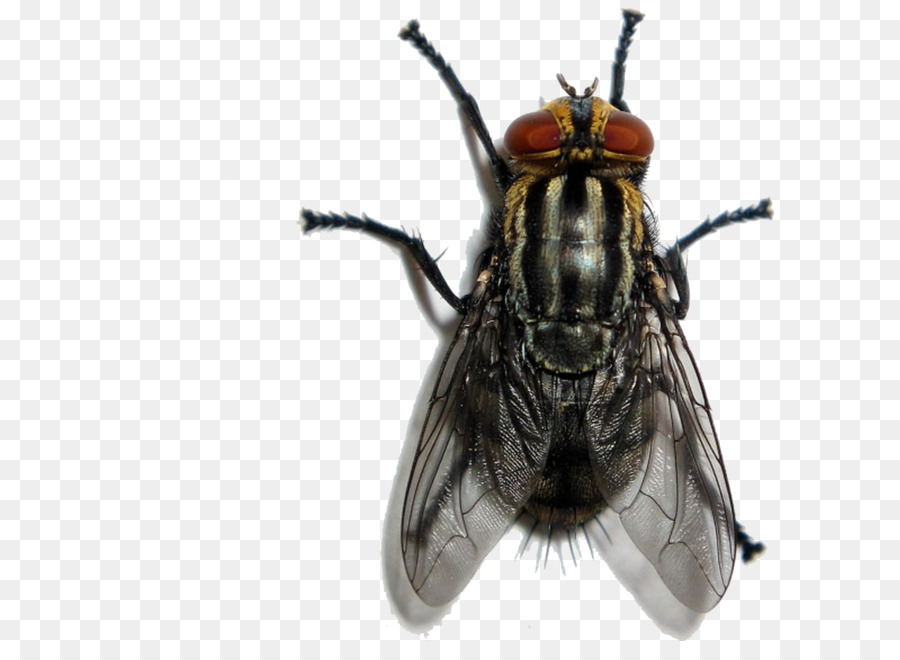 Insekten Fliegen Schädling Kakerlake Sarcophaga carnaria - Insekt