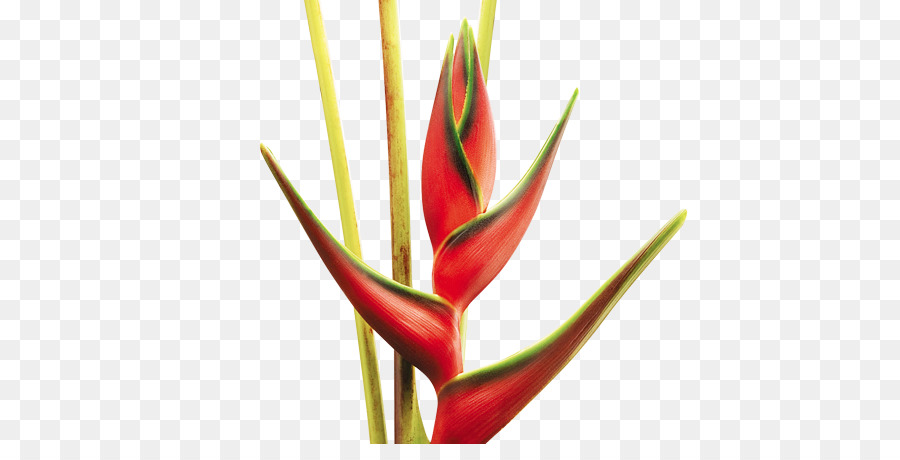 Schnittblumen Kolumbien-Pflanze-Stiel - Blume