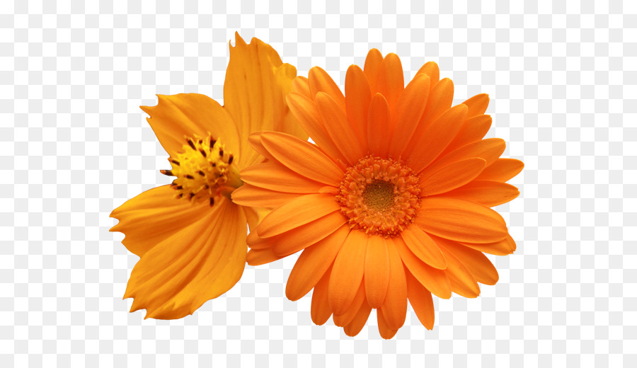 Transvaal daisy Chung daisy, Daisy gia đình Hoa Clip nghệ thuật - hoa