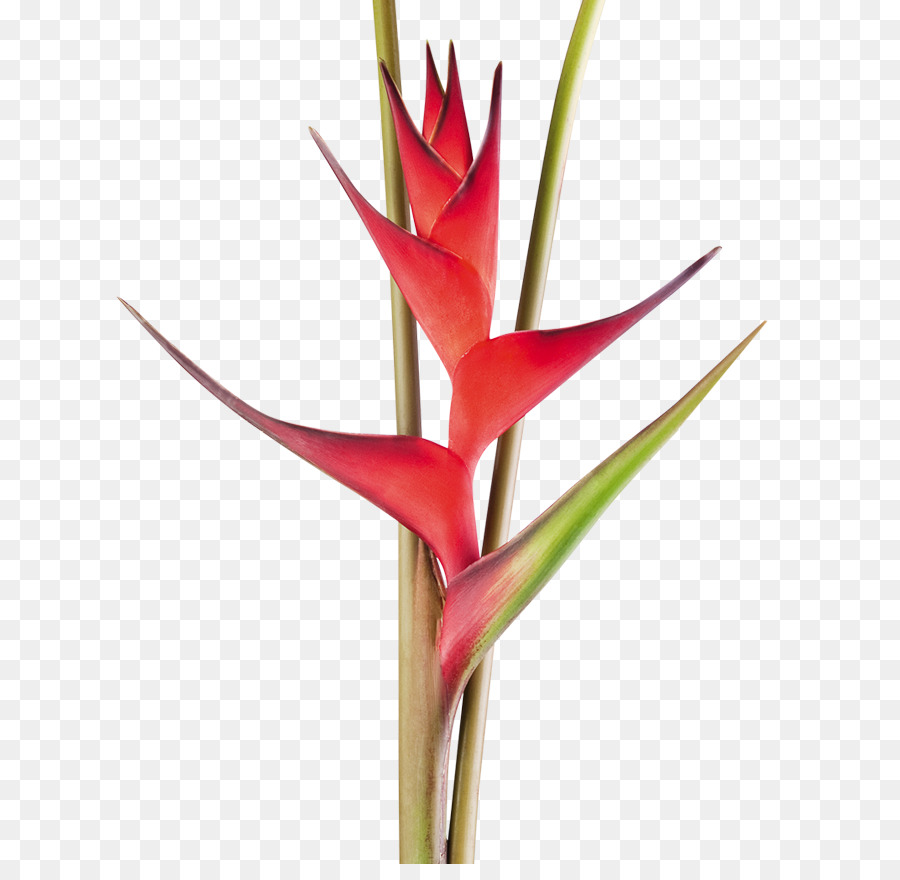 Heliconia bihai Cắt hoa vùng nhiệt Đới gốc Thực vật - hoa