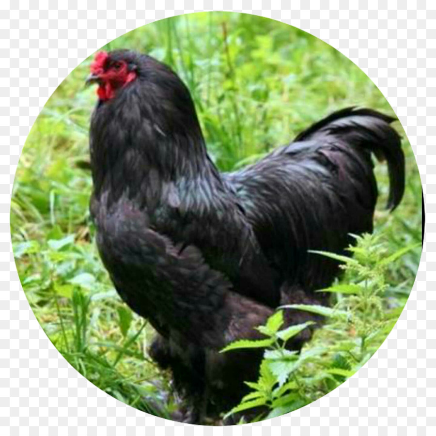Gallo Brahma pollo Cochin pollo Orpington gallina Araucana - altri