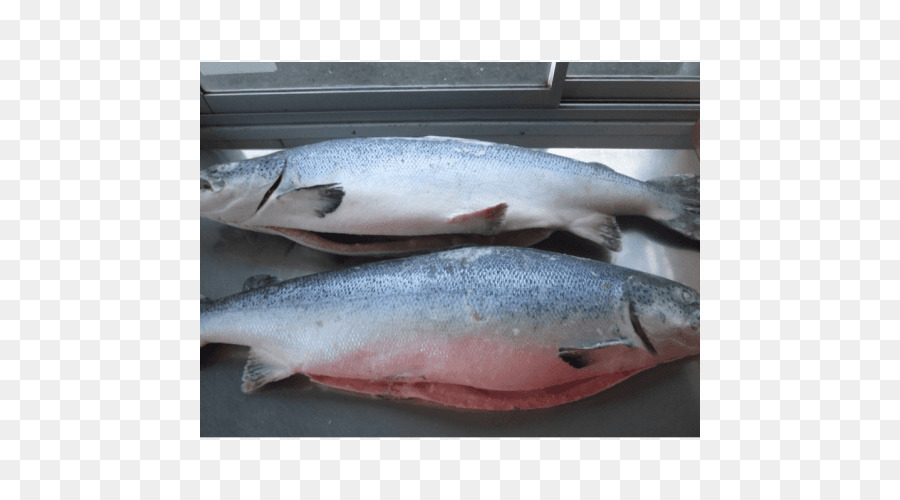 Il salmone atlantico Salmonidi prodotti a base di Pesce - pesce