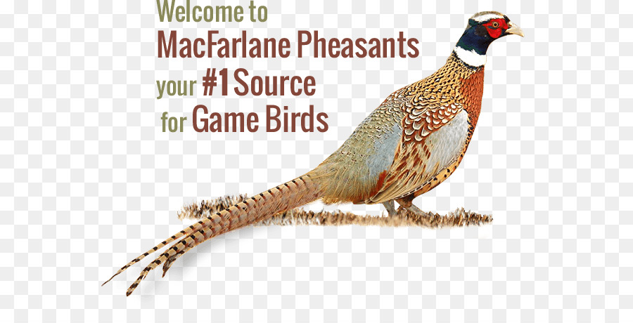 MacFarlane Fasane Inc. Upland game bird Upland game bird - Vogel