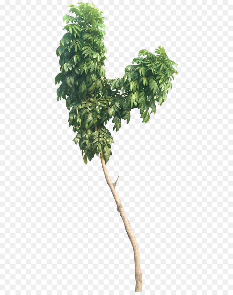 Swietenia macrophylla Albero Swietenia mahagoni Leaf Mogano - albero