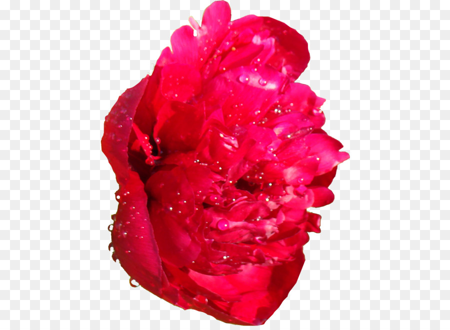Le rose da giardino Peonia e-Mail Blog Clip art - peonia