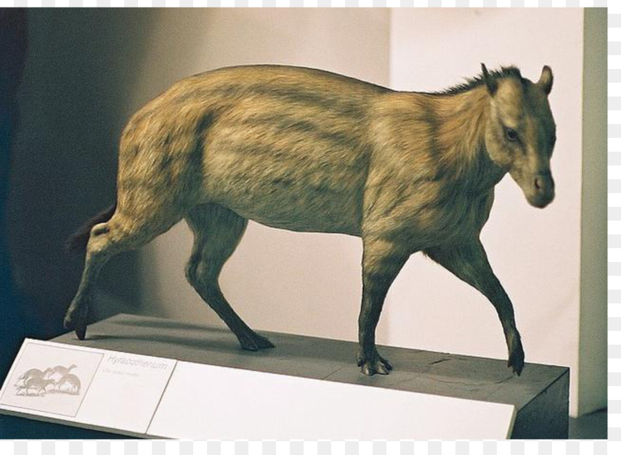 Cavallo Eohippus Eocene Hyracotherium Mesohippus - modello di minoranza