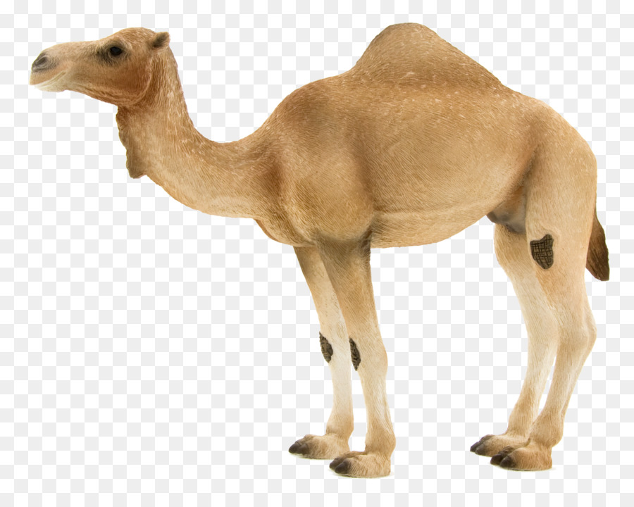 Dromedar Christy ' s Spielzeug Outlet Fohlen Arabian horse stute - Wüste Kamel