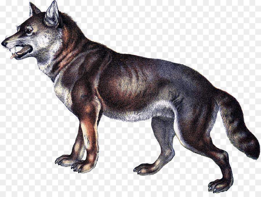 Saarloos Wolfshund tschechoslowakische Wolfshund Wolfshund Kunming Tamaskan Dog, Seppala Siberian Sleddog - andere