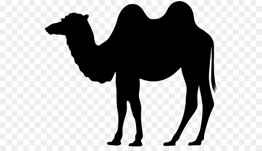 Dromedar baktrischen Kamel Silhouette Clip art - Kamel clipart