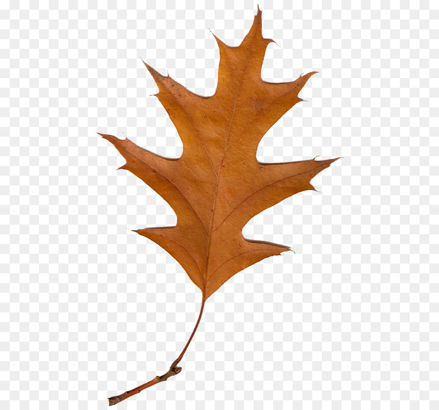Herbst hinterlässt leaf Clip Art - Herbst Blätter