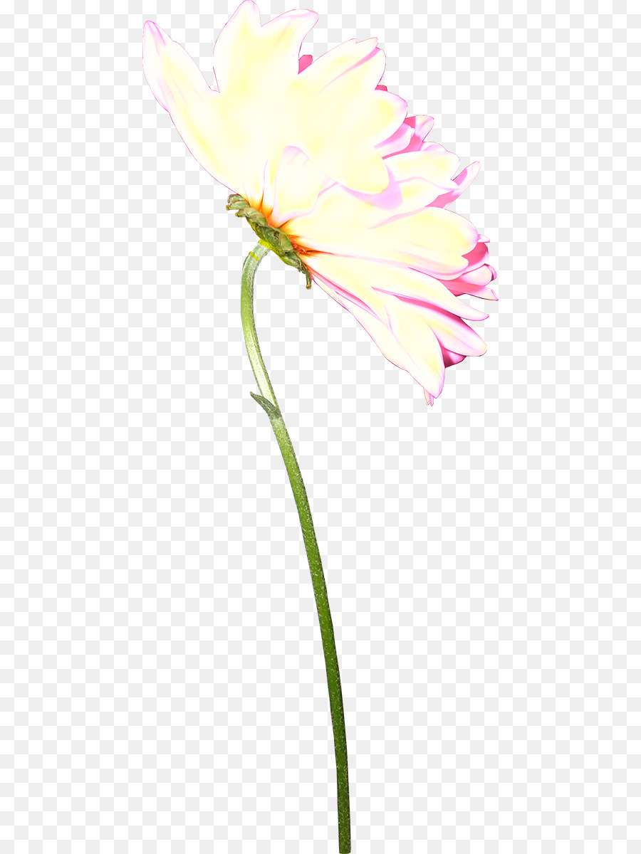 Cắt hoa Tulip chính trị gốc Thực vật Cánh - Tulip
