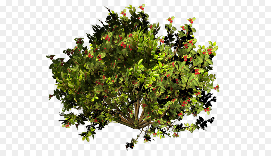 Arbusto Sempreverde Di Ramificazione - ramoscelli
