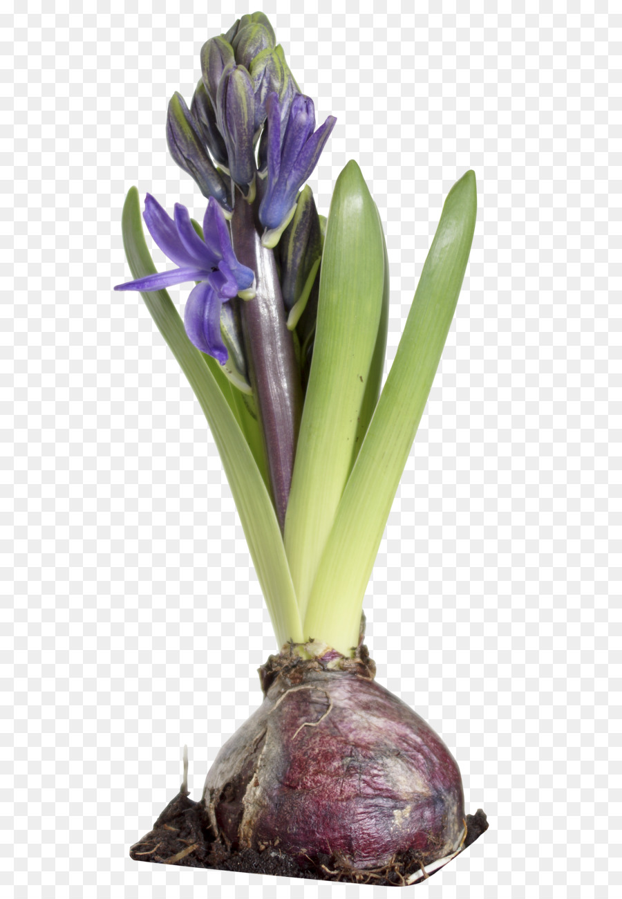 Hyacinthus orientalis Pflanze Blumentopf - Hyazinthe