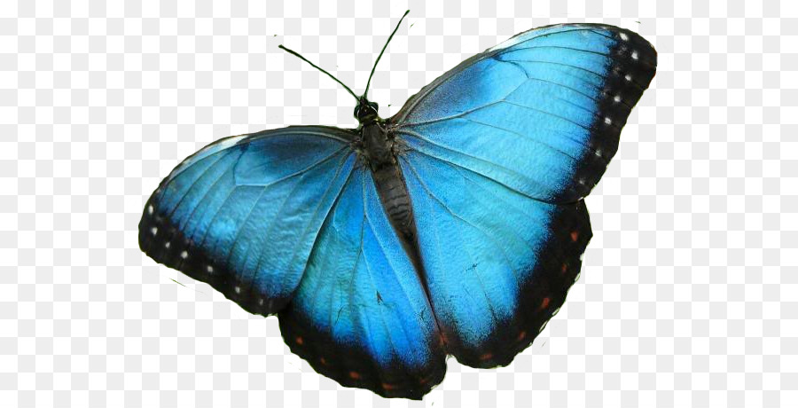 Niagara Parks Conservatorio di Farfalla Morpho peleides Insetto farfalla Monarca - farfalla