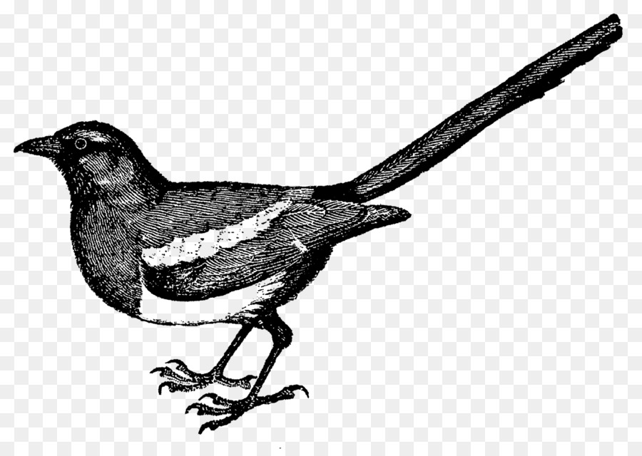 Disegno Uccello Finch Clip art - corvo materiale