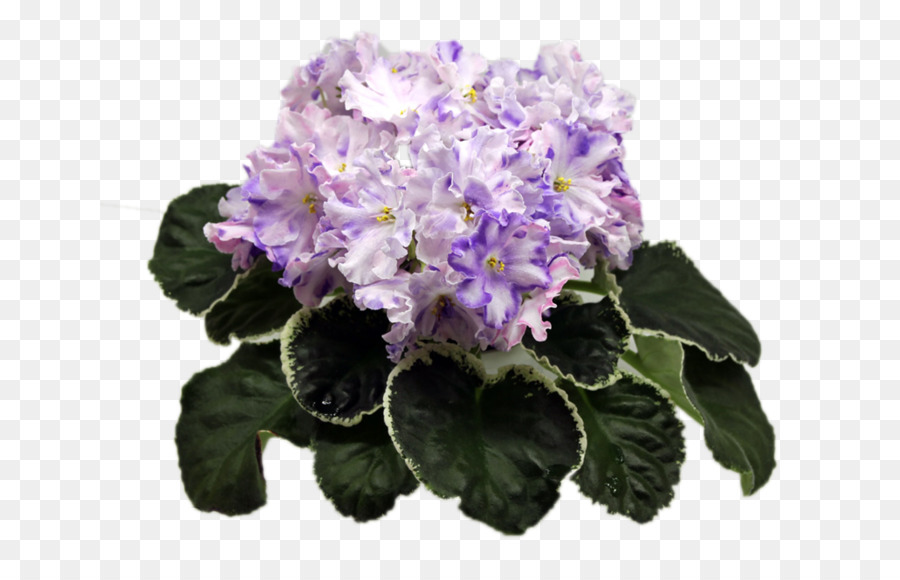 Phi hoa violet Thông Streptocarpus Tú cầu - màu tím