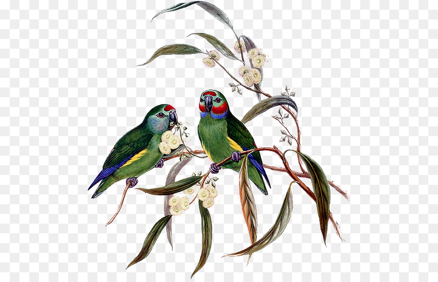 Die Vögel von Australien Papagei Sittich-Vögel von Neu-Guinea - Vogel