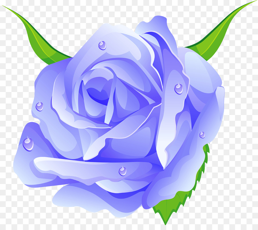 Blu, rosa Centifolia Giardino delle rose di rose Spiaggia rosa Rosaceae - verde blu
