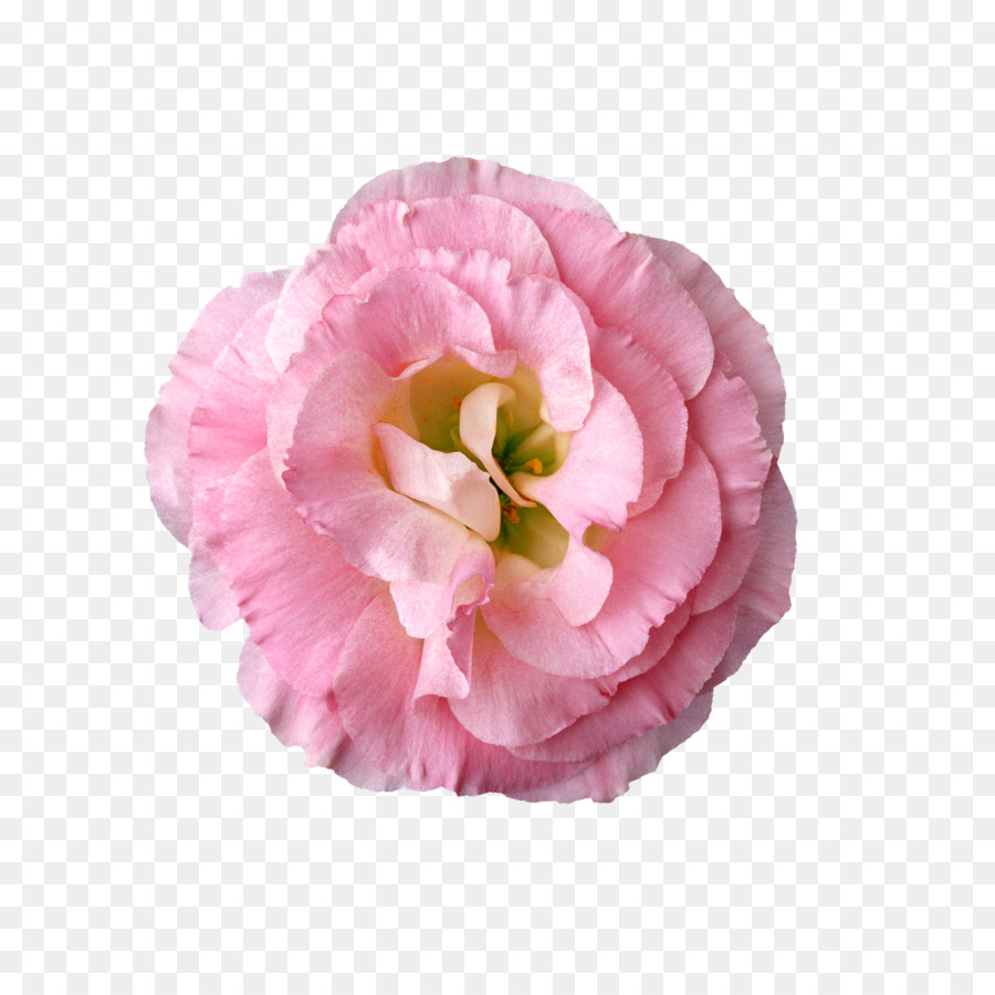 Hoa Clip nghệ thuật - hoa