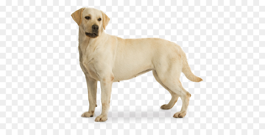 Labrador chó Săn Vàng Chó St. John ' s nước con chó Chăn cừu đức - Chó Săn Vàng