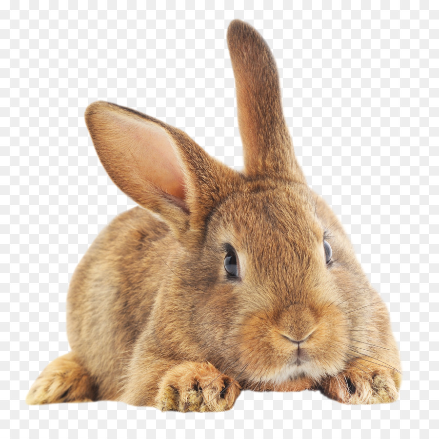 Thỏ trong nước châu Âu thỏ Easter Bunny Hare - có những giấc mơ