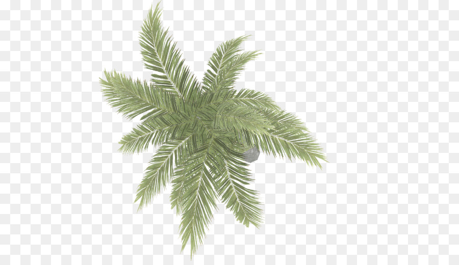 Arecaceae Areca palm - altri