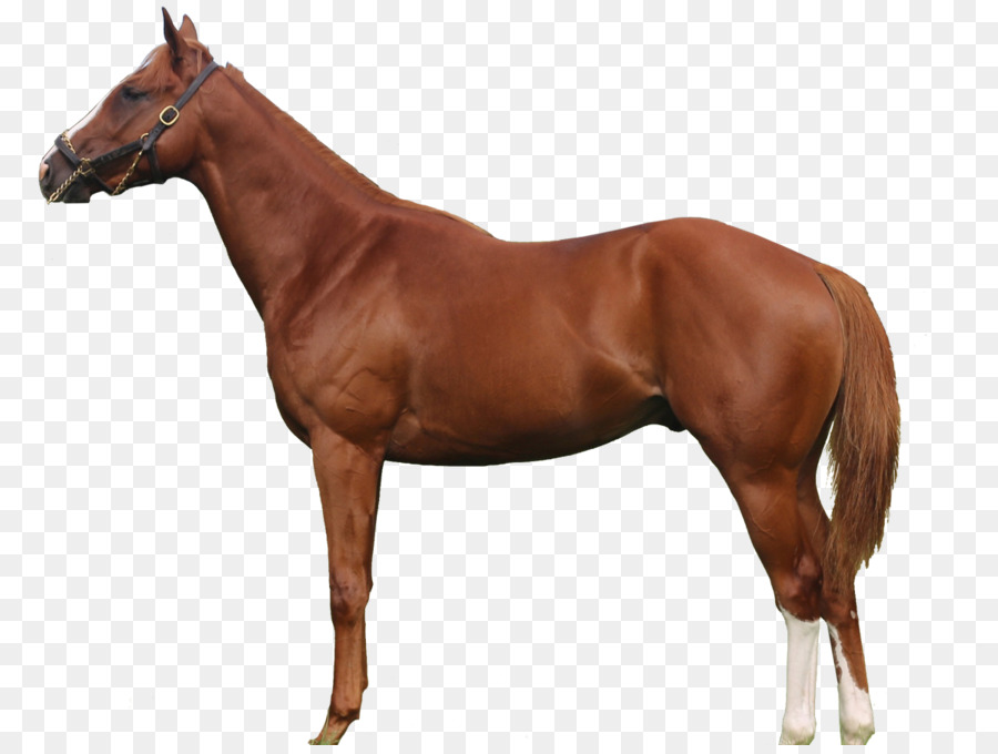 Di razza Trakehner cavallo Arabo American Quarter Horse Mare - il cavallo esenta png