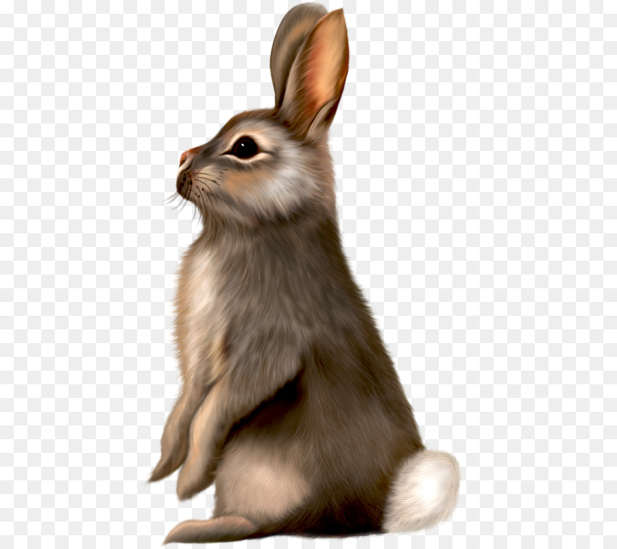 Easter Bunny tốt Nhất Thỏ Thỏ Clip nghệ thuật - thỏ