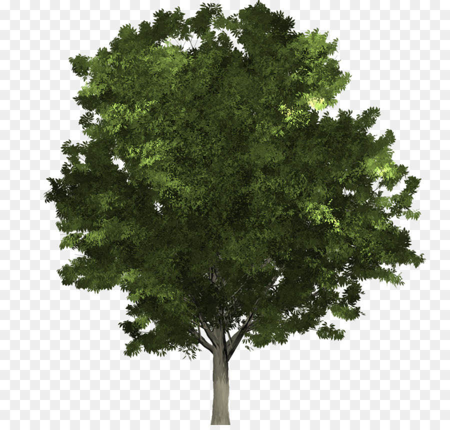 Fraxinus pennsylvanica Baumstruktur Northern Red Oak Linden - mit Blick auf ginkgo Baum