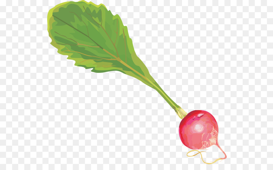 Radieschen Blatt-Gemüse-Wurzelgemüse-clipart - Rettich