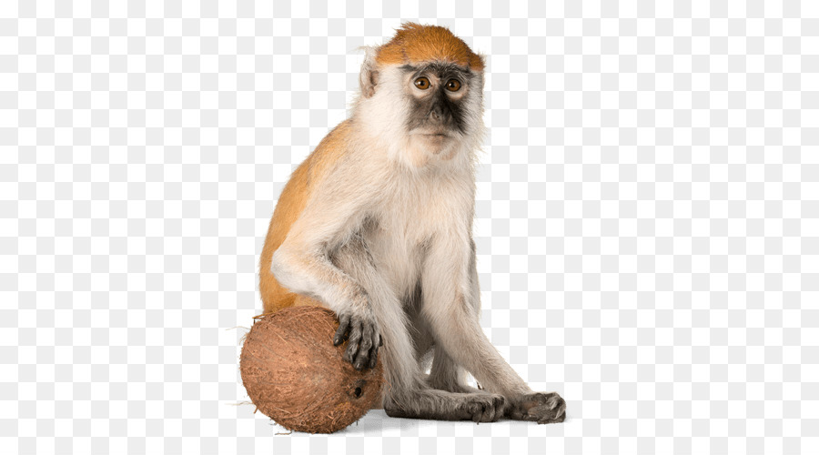 Makaken Primaten Affe, Ratte, chinesische Astrologie - Affe