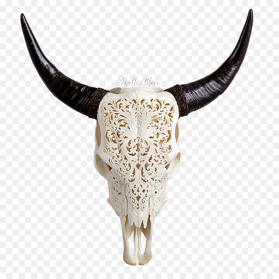 Texas Longhorn Teschi Animali Inglese Longhorn - animale cranio