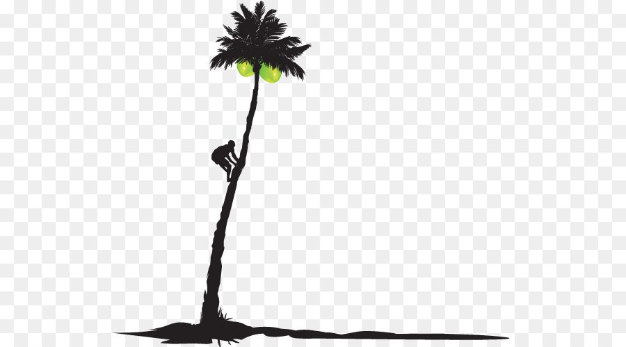 Asiatische palmyra palm-Saft Kokosnuss-Wasser, Bio-Lebensmittel - mit Blick auf die Kokosnuss Baum