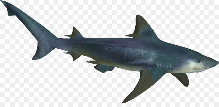 Tiger shark squalo bianco Gange squalo Squaliformes squalo Toro - holi fiume gange