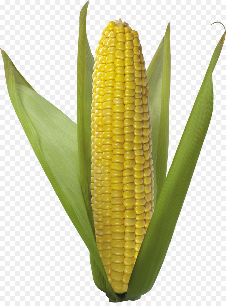 La pannocchia di granturco Flint corn cucina Vegetariana, mais Dolce Mais kernel - un.d.io.d.un.s