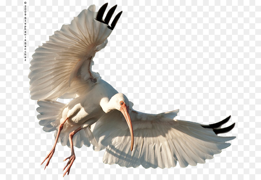 Aquila Uccello ibis Scarlatto Piuma - giovanili