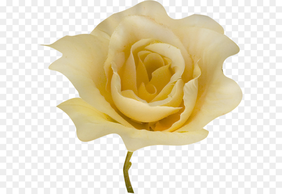 Le rose da giardino Blog Diario Rosa chinensis Clip art - altri
