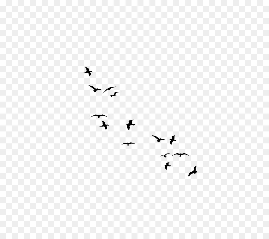 Gregge migrazione degli Uccelli a volo d'Uccello - piccolo fiore selvatico