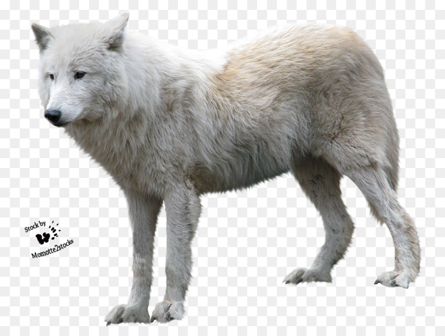 Coyote Arctic wolf Alaskan tundra wolf Saarloos Wolfshund Clip-art - wolf