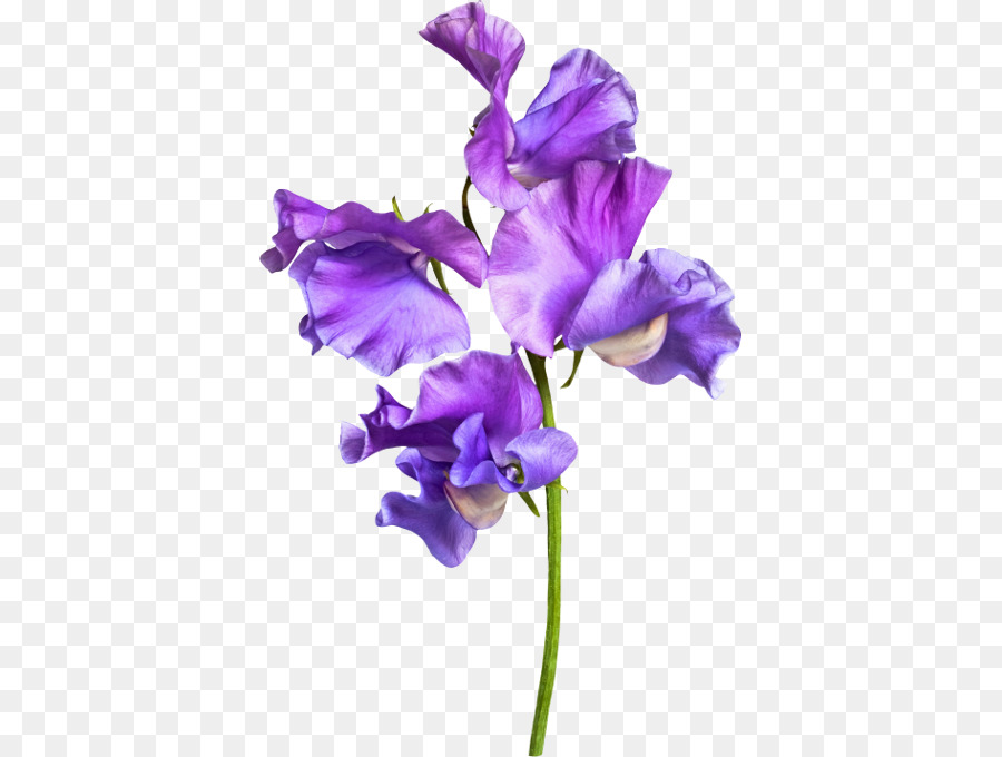 Pisello dolce e Viola fiori recisi - pisello