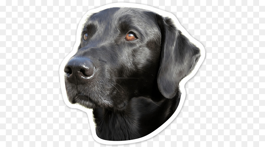Labrador Retriever Flat-Coated Retriever, Hund, Rasse Borador - schwarz lob