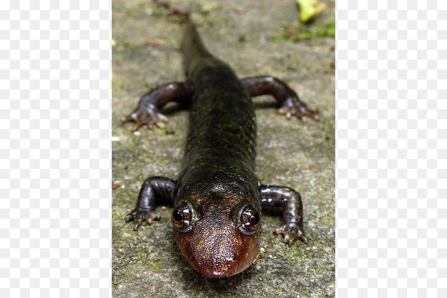 Ventre nero salamandra salamandra gigante Cinese Nano Nero dal ventre della salamandra - Salamandra