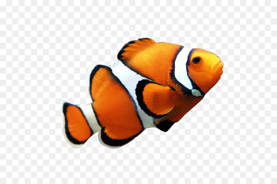 Clownfish Korallen Riff Fische, Kaiserfische Clip-art - Fisch