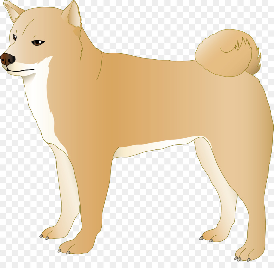 Lo Spitz finlandese Canaan Dog Cucciolo di Cane di razza - pecorina