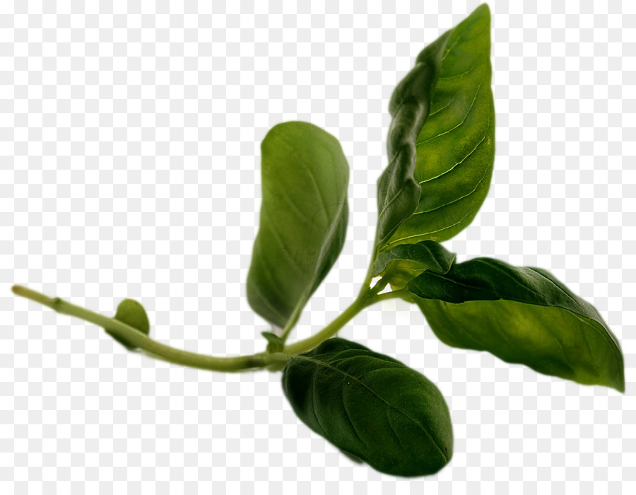 Lá gốc Thực vật Basil Nhánh - lá