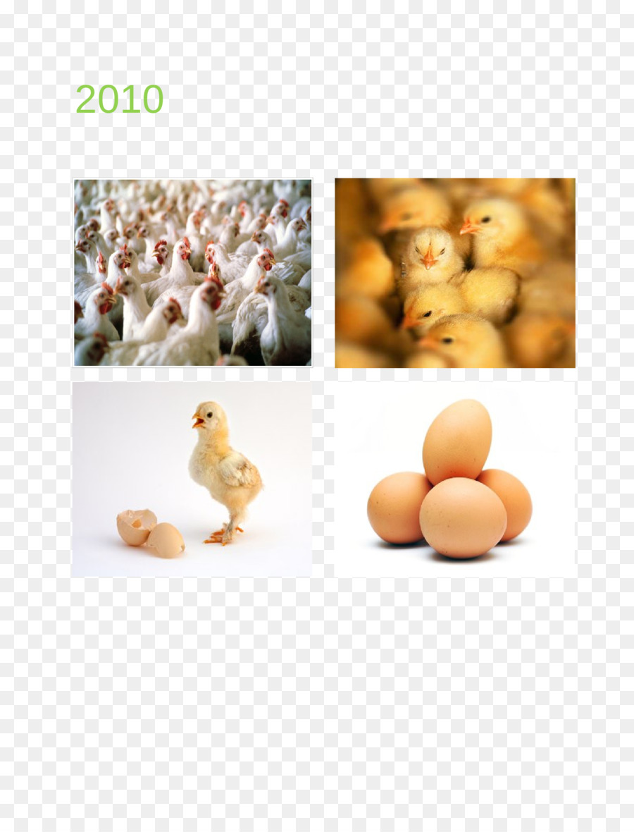 Pollo Pollame un'Agricoltura di Business plan - pollame e bestiame
