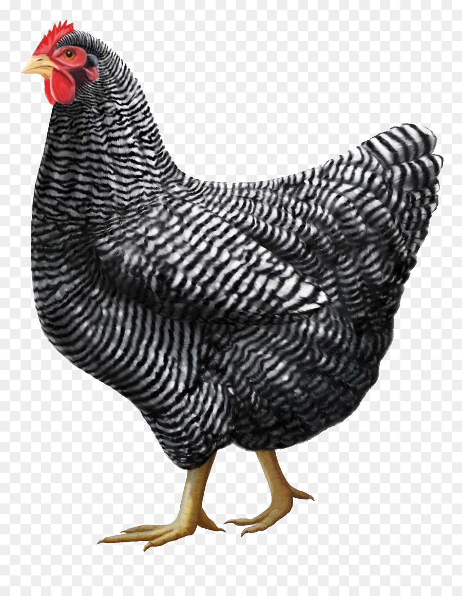 Plymouth Rock Hühner Orpington Huhn Cornish Huhn Rhode Island Red Jersey Giant - Huhn