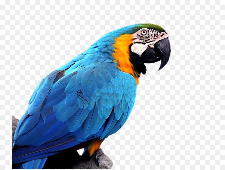 Uccello pappagallo pappagallino ondulato Blu e giallo macaw Giacinto macaw - pappagallo