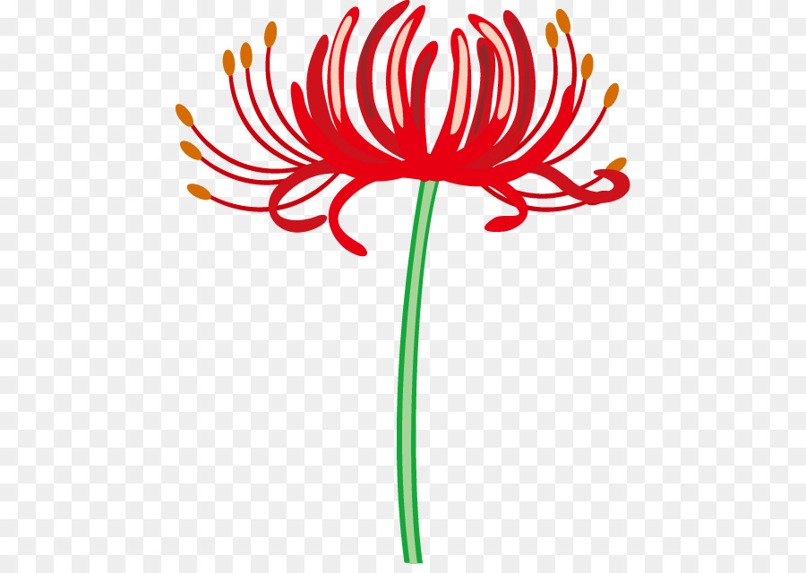 Red spider lily Floral design Blumen-clipart - andere